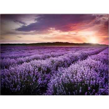 Tablou 100x70 cm Lavender Field – Wallity