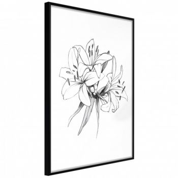 Poster - Sketch of Lillies, cu Ramă neagră, 40x60 cm