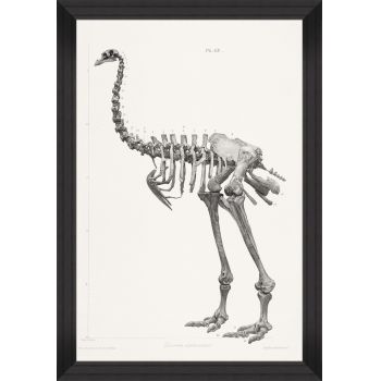 Tablou Framed Art Moa Skeleton