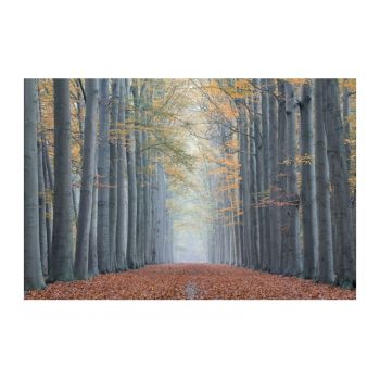 Tablou Sticla Forest Path II, 120 x 80 cm