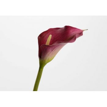 Fir de floare artificiala din Plastic Mov Arum Italicum D10xH55cm