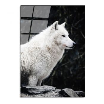 Tablou din sticlă 70x100 cm White Wolf – Wallity la reducere