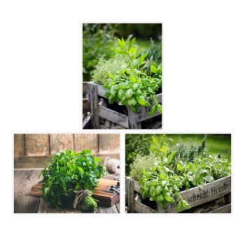 Tablouri 3 buc. 30x40 cm Herbs – Casa Selección