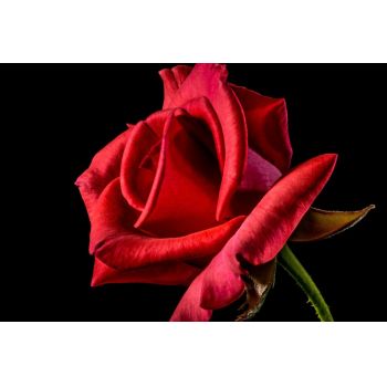 Tablou canvas - Trandafir rosu - 60 x 40 cm