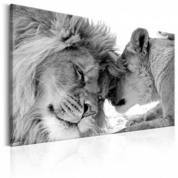 Tablou - Lion's Love 120x80 cm