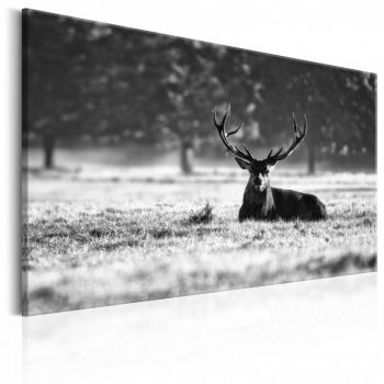 Tablou - Lying Deer 120x80 cm