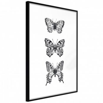 Poster - Butterfly Collection III, cu Ramă neagră, 20x30 cm