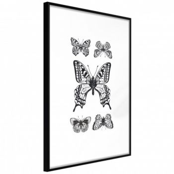 Poster - Butterfly Collection IV, cu Ramă neagră, 20x30 cm ieftin